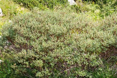 Salix foetida, photographed by Drepanostoma