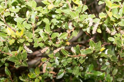 Salix foetida, photographed by Drepanostoma