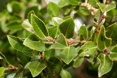 Salix foetida, photographed by Drepanostoma