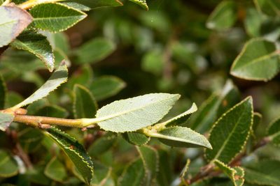 Salix foetida, photographed by Drepanostoma