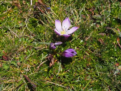 Gentianella cerastioides, photographed by Lena Struwe