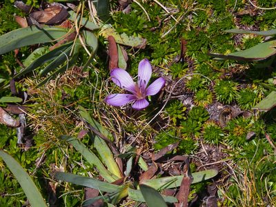 Gentianella cerastioides, photographed by Lena Struwe