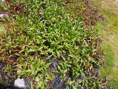 Rumex tolimensis, photographed by Lena Struwe