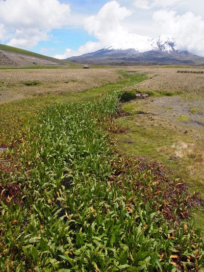 Rumex tolimensis, photographed by Lena Struwe