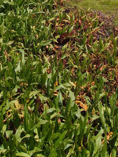 Rumex tolimensis, photographed by Lena Struwe