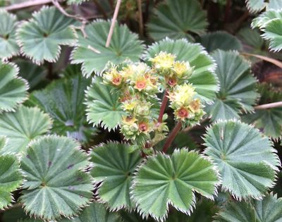 Alchemilla orbiculata, photographed by Andrew J. Crawford