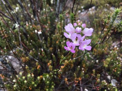 Euphrasia collina, photographed by Miguel de Salas