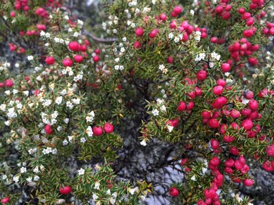 Leptecophylla parvifolia, photographed by Miguel de Salas