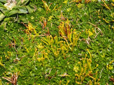 Azorella pedunculata, photographed by Lena Struwe