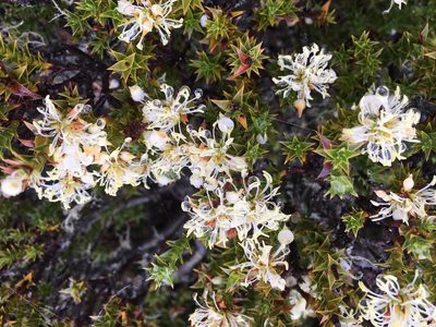 Richea sprengelioides, photographed by Miguel de Salas