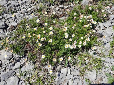 Erigeron hyssopifolius, photographed by John Brew