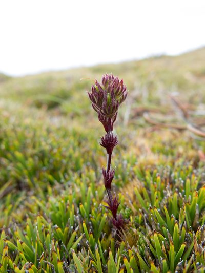 Euphrasia hookeri, photographed by Miguel de Salas