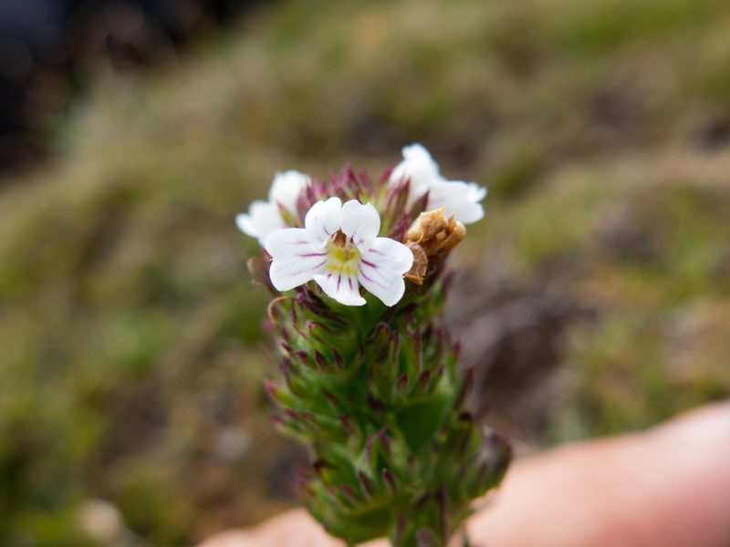 Euphrasia hookeri, photographed by Miguel de Salas