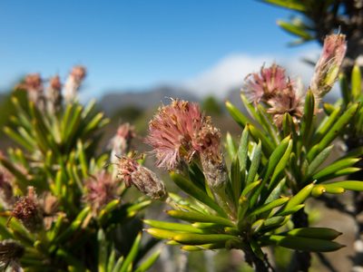 Olearia pinifolia, photographed by Miguel de Salas