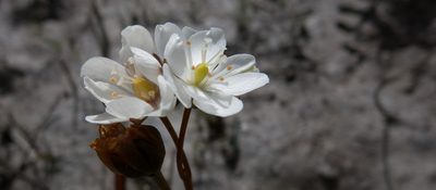 Drosera murfetii, photographed by Miguel de Salas