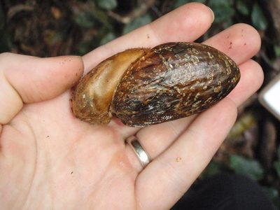 Brochoneura usambarensis, photographed by Carrie Seltzer