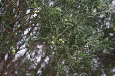 Citrus glauca, photographed by coenobita