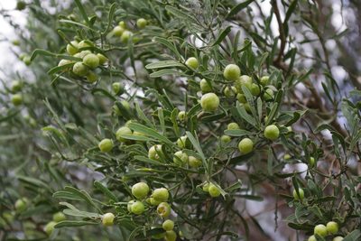 Citrus glauca, photographed by coenobita