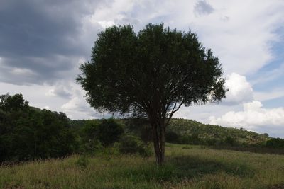 Citrus glauca, photographed by coenobita