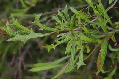 Alectryon diversifolius, photographed by coenobita