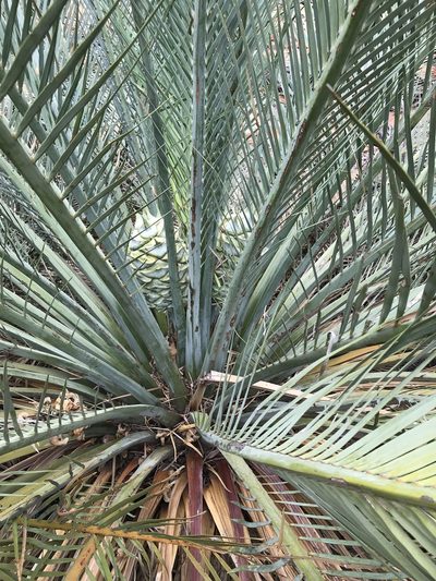 Macrozamia macdonnellii, photographed by Brock