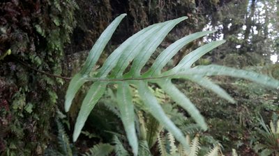 Zealandia novaezealandiae, photographed by naturewatchwidow