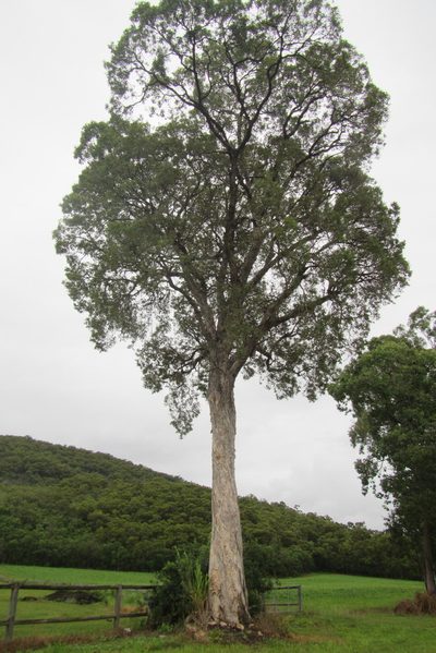 Melaleuca dealbata, photographed by coenobita