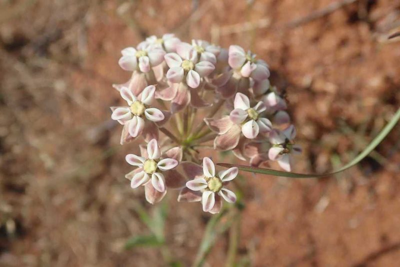 Asclepias adscendens, photographed by Andrew Deacon