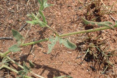 Asclepias adscendens, photographed by Andrew Deacon