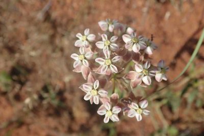 Asclepias adscendens, photographed by Andrew Deacon