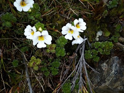 Euphrasia drucei, photographed by Leon Perrie