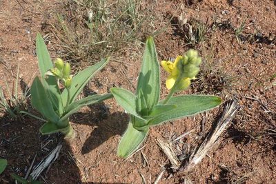 Hypoxis galpinii, photographed by Andrew Deacon