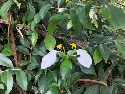 Mussaenda pubescens, photographed by Cheng-Tao Lin