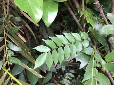 Santaloides microphylla, photographed by Cheng-Tao Lin