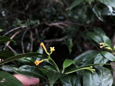Guettardella chinensis, photographed by Cheng-Tao Lin