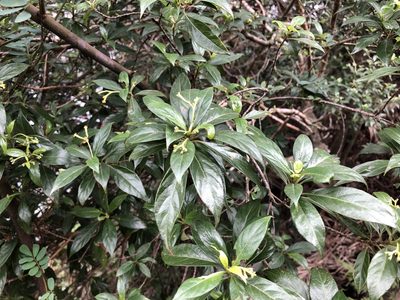 Guettardella chinensis, photographed by Cheng-Tao Lin