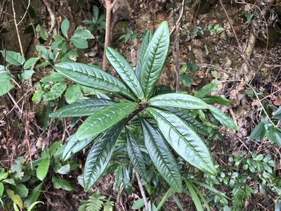 Ardisia lindleyana, photographed by Cheng-Tao Lin