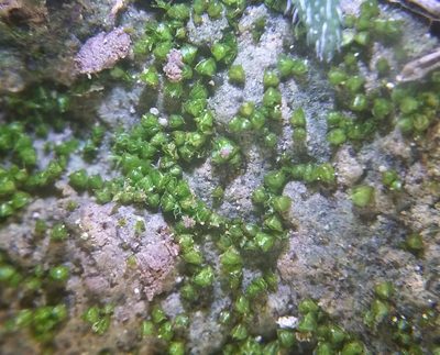 Acaulon triquetrum, photographed by George Greiff