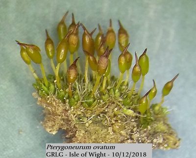 Pterygoneurum ovatum, photographed by George Greiff