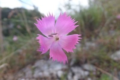 Dianthus brachycalyx, photographed by Emanuele Santarelli