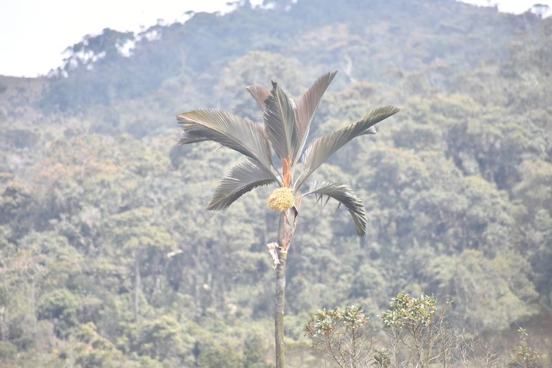 Ceroxylon parvifrons, photographed by Sebastian Serna Muñoz