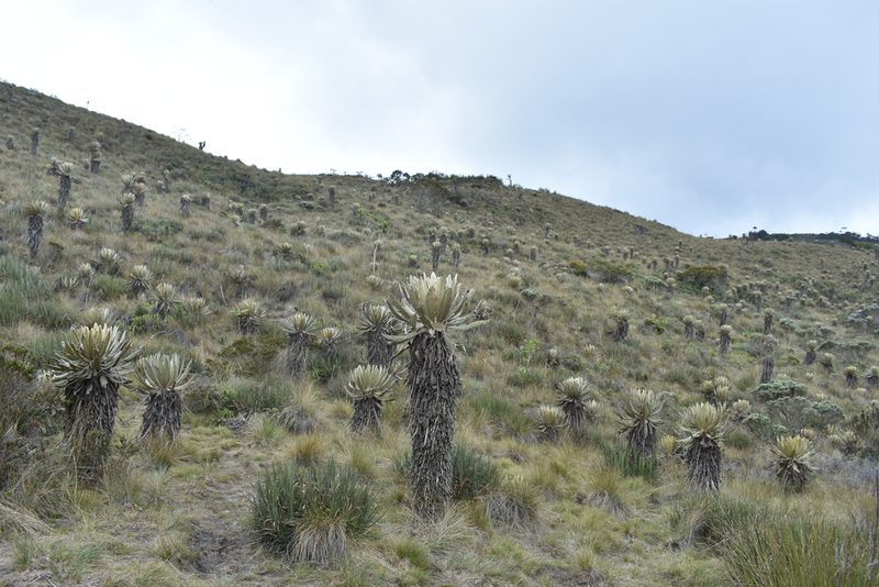 Espeletia occidentalis, photographed by Sebastian Serna Muñoz