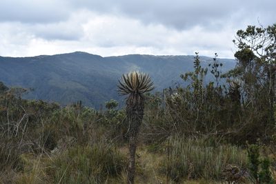 Espeletia occidentalis, photographed by Sebastian Serna Muñoz