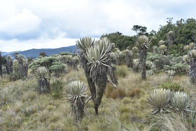 Espeletia occidentalis, photographed by Sebastian Serna Muñoz