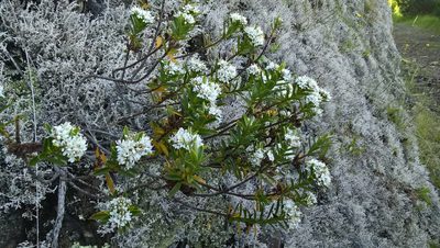 Veronica subfulvida, photographed by Heidi Meudt