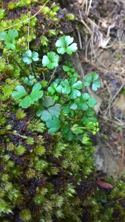 Azorella roughii, photographed by Heidi Meudt