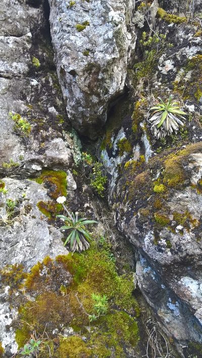 Azorella roughii, photographed by Heidi Meudt