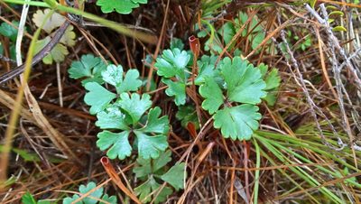 Azorella roughii, photographed by Heidi Meudt