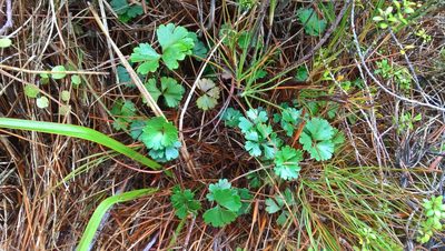 Azorella roughii, photographed by Heidi Meudt
