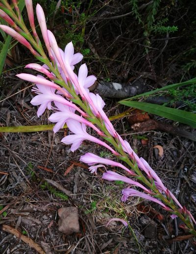 Watsonia knysnana, photographed by David Rosenthal